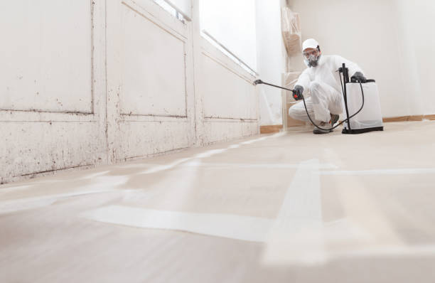 24/7 Emergency Black Mold Remediation experts in Maple Valley, WA